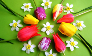 Картинка цветы разные+вместе тюльпаны