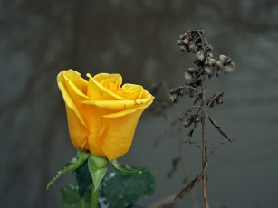 Картинка алексей Яшкин старое новое цветы розы