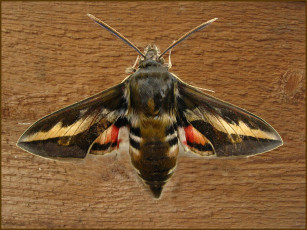Картинка гаврилов юрий бражник животные бабочки