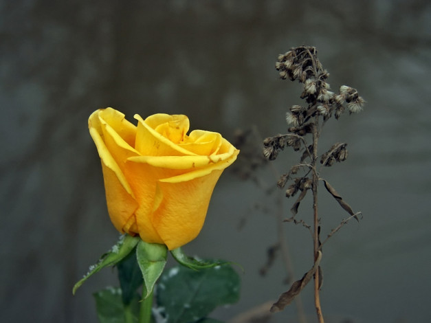 Обои картинки фото алексей, Яшкин, старое, новое, цветы, розы