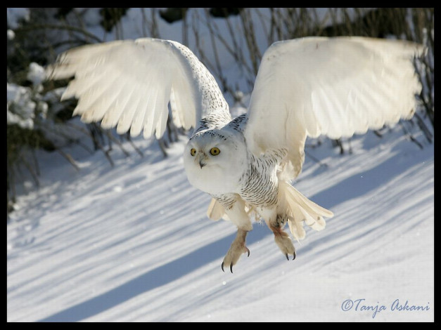 Обои картинки фото snow, owl, животные, совы