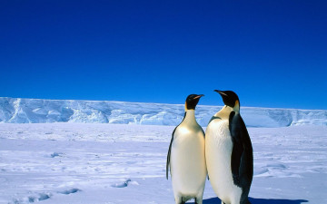 обоя животные, пингвины