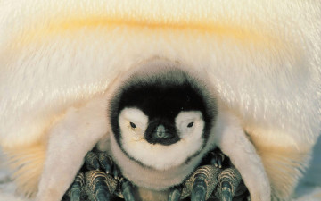 Картинка животные пингвины