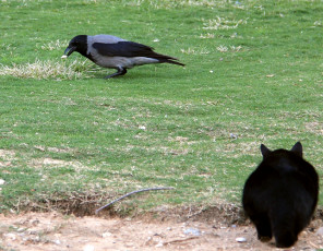 Картинка животные разные вместе кот кошка ворона охота