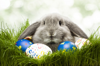 Картинка животные кролики зайцы кролик яйцо трава пасха