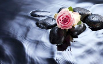 Картинка цветы розы камни капли