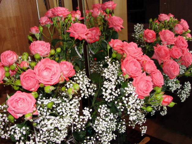 Обои картинки фото цветы, розы, розовые, гипсофила