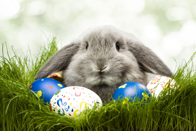 Обои картинки фото животные, кролики, зайцы, кролик, яйцо, трава, пасха