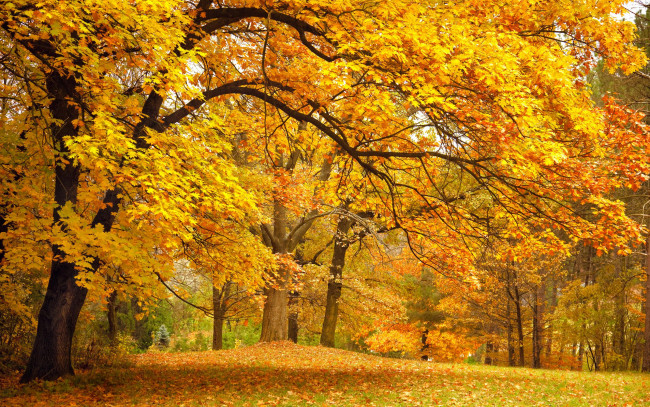 Обои картинки фото природа, лес, осень, листья, деревья