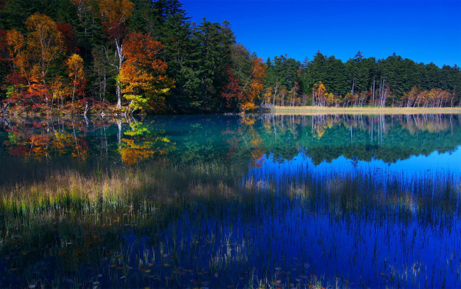 Обои картинки фото природа, реки, озера, осень, лес, озеро, трава, отражение