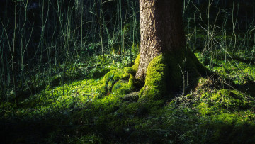 Картинка природа деревья дерево мох лес