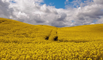 Картинка природа поля цветы поле облака колея