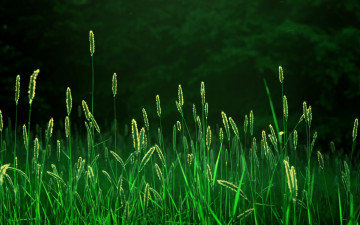 Картинка природа макро колоски трава колосья поле