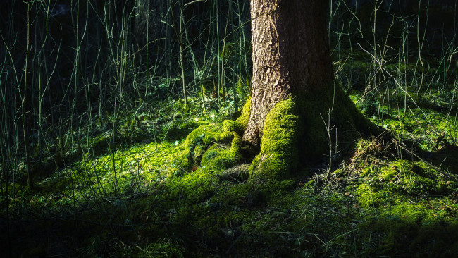 Обои картинки фото природа, деревья, дерево, мох, лес