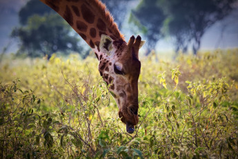 Картинка животные жирафы морда растения листья язык шея африка завтрак