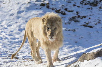 Картинка животные львы зоопарк грива морда хищник белый