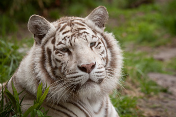 Картинка животные тигры белый тигр морда кошка портрет