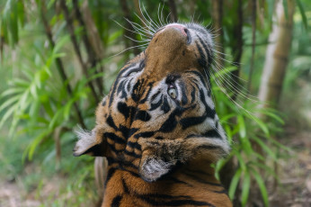 Картинка животные тигры интерес смотрит усы морда кошка