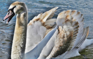 Картинка животные лебеди клюв птица грация шея