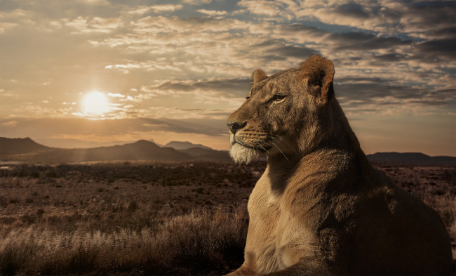 Обои картинки фото животные, львы, саванна, закат, львица, лев