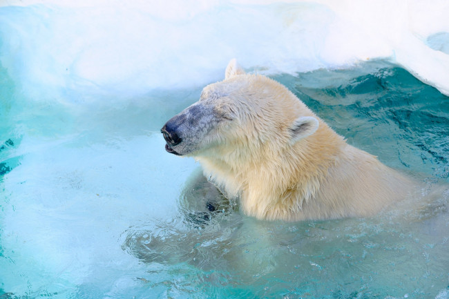 Обои картинки фото животные, медведи, вода, хищник, полярный, бассейн, зоопарк, морда, белый, жмурится, довольный, купание