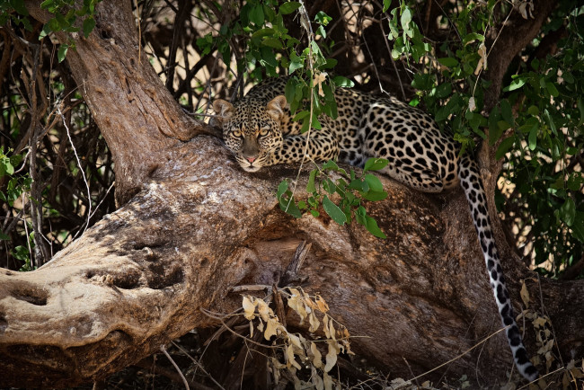 Обои картинки фото животные, леопарды, наблюдение, внимание, отдых, дерево, листва, хвост, морда, кошка