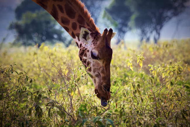 Обои картинки фото животные, жирафы, морда, растения, листья, язык, шея, африка, завтрак