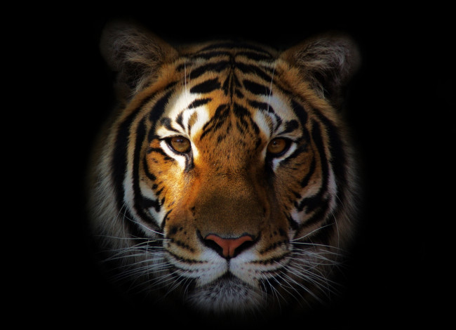 Обои картинки фото животные, тигры, портрет, морда, тигр
