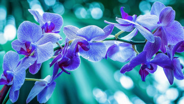 обоя цветы, орхидеи, ветка, синяя, орхидея
