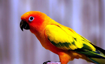 Картинка животные попугаи попугай неразлучник яркий птица