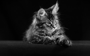 Картинка животные коты полосатый котенок мейн-кун