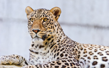 Картинка животные леопарды леопард зверь хищник