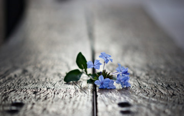 Картинка цветы доски макро голубой