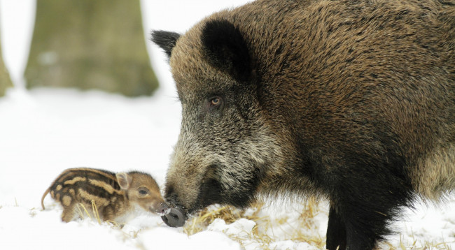 Обои картинки фото животные, свиньи,  кабаны, дикий, кабан, поросенок, детеныш, свинья, снег, зима