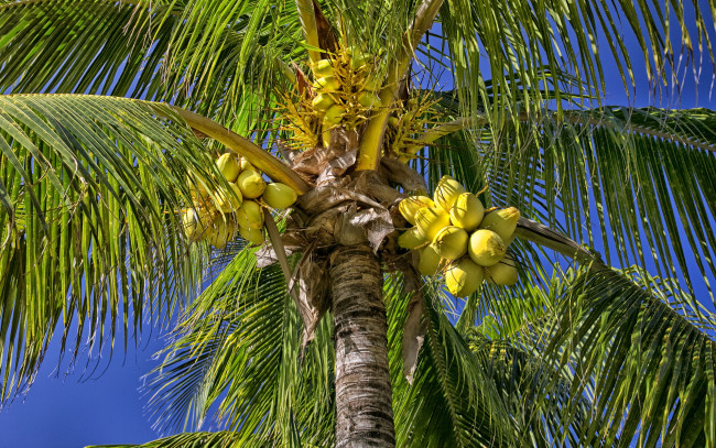 Обои картинки фото природа, плоды, пальма