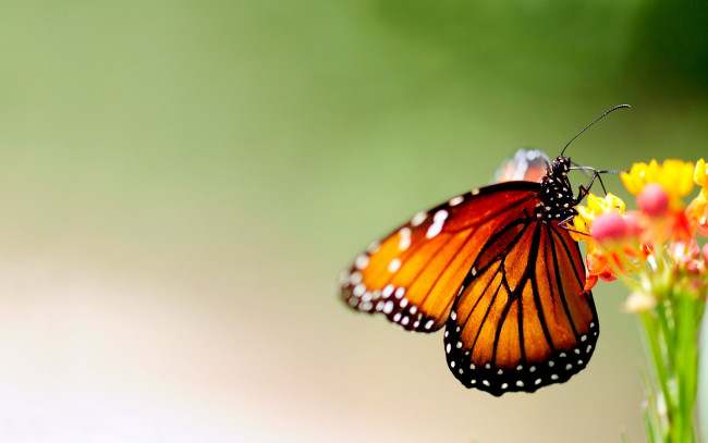 Обои картинки фото животные, бабочки,  мотыльки,  моли, цветок, бабочка, монарх, нектар