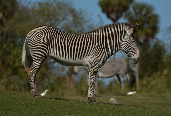 Обои картинки фото животные, зебры, зебра