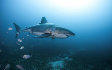 Картинка животные акулы вода акула море