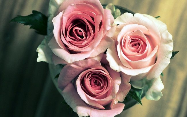 Обои картинки фото цветы, розы, розовый, трио