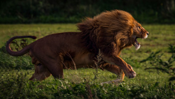 Картинка животные львы лев хищник самец кошачьи млекопитающие грива африка савана