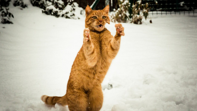 Обои картинки фото животные, коты, зима, рыжий, кот, ловит, снег