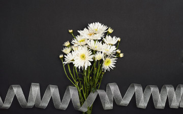 Картинка цветы хризантемы белые лента