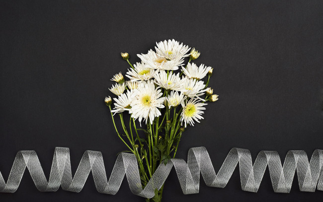 Обои картинки фото цветы, хризантемы, белые, лента