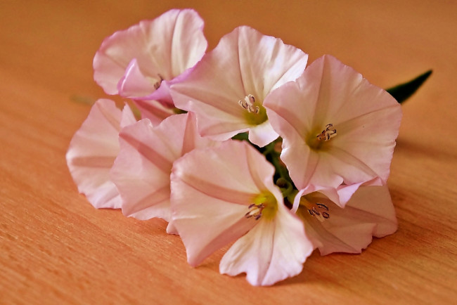 Обои картинки фото цветы, вьюнки,  ипомеи, розовые