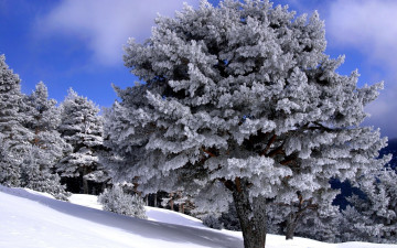 обоя природа, зима, деревья, снег