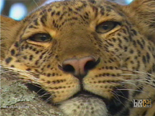 Картинка животные леопарды морда усы взгляд леопард