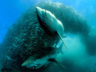 Картинка животные акулы