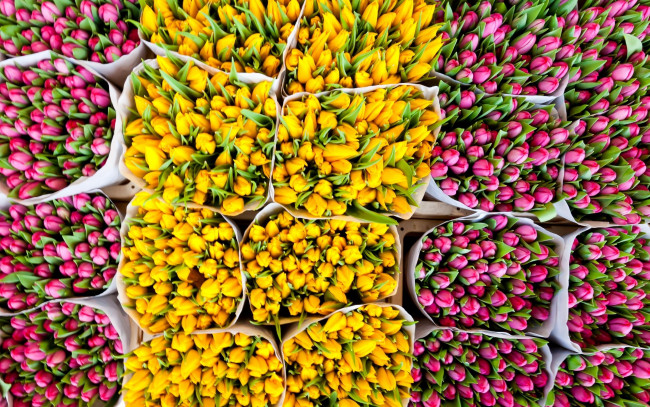 Обои картинки фото автор, сергей, доля, цветы, тюльпаны