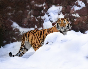 Картинка тигр на прогулке животные тигры идет снег фотошоп