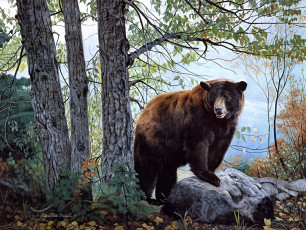 Картинка morning watch рисованные charles frace painting bear forest nature